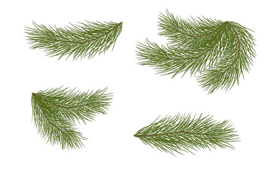 Set of pine branches for festive decor. Isolated without a shadow.