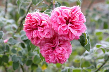 Rose Leonardo da Vinci mit Raureif