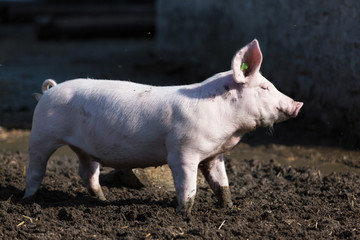 pink pig in the stable