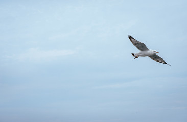 Fototapeta na wymiar Seagulls single flying over the sea