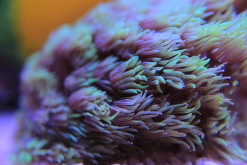 Goniopora lps coral in aquarium 