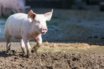 pink pig in the stable