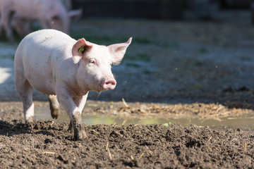 Fototapeta premium pink pigs in the stable