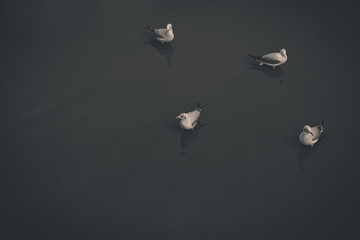 Seagulls are swimming in the water,Black and white toned 