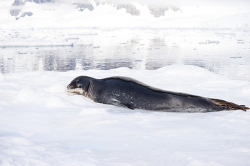 icy land with wild seal