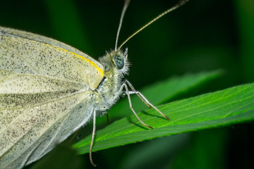 Close up of a colorful butterfly