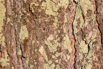 Texture of bark of an old tree. Pine tree. Closeup