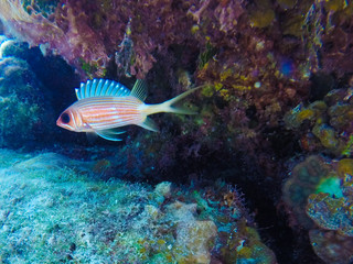 Scuba Diving Bay of Pigs