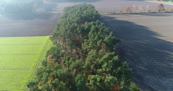 Flight with the drone diagonally over a group of trees of firs and pines planted at right angles, with harvested fields in the surrounding area, aerial view, near Celle, Germany