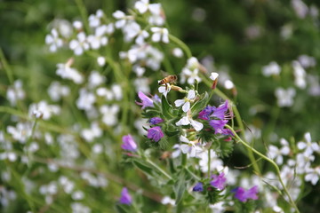 wild flowers in the flowered meadow