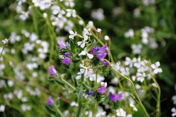 wild flowers in the flowered meadow