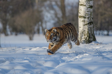 Siberian Tiger in the snow (Panthera tigris) 