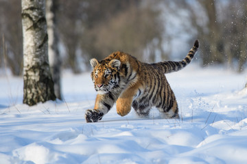 Fototapeta na wymiar Siberian Tiger in the snow (Panthera tigris) 