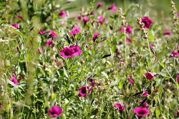 wild flowers in the flowered meadow