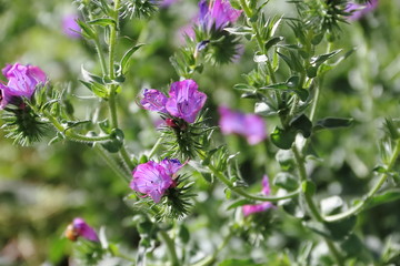 wild flowers in the flowered meadow
