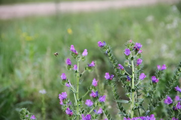 wild flowers in the flowered meadow