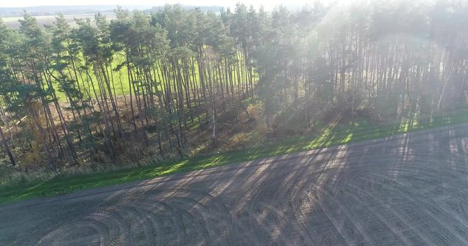 Flight with the drone in front of a group of trees planted at right angles of fir and pine trees, with harvested fields in the surrounding area, aerial view, near Celle, Germany