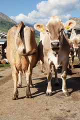 free cows grazing in the alpine meadows