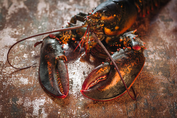 Fresh raw lobster