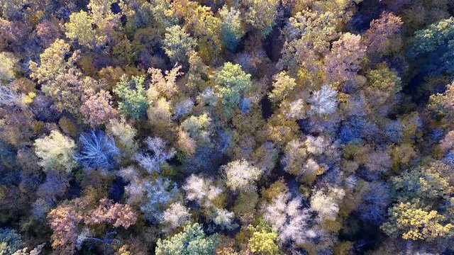 Aerial view of the forest with trees covered with yellow foliage, top view.