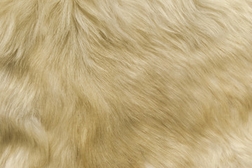 texture: white shaggy skin of an animal closeup