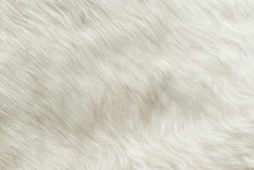 Fototapeta na wymiar texture: white shaggy skin of an animal closeup