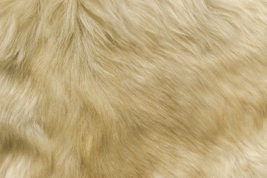 texture: white shaggy skin of an animal closeup