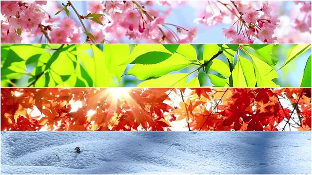 4 seasons nature collage. Several footage at different time of the year.