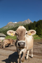 free cows grazing in the alpine meadows