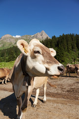 Obraz premium free cows grazing in the alpine meadows