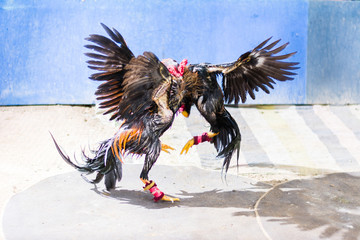 Gamecocks are fighting in game at countryside , Thailand © yupachingping