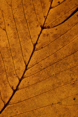 Closeup on Autumn Leaf