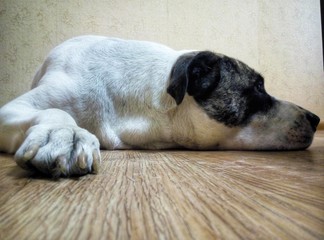  dog lying on the floor