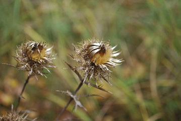 Carduus acanthoides, known as the spiny plumeless, welted or plumeless thistle, is a biennial plant species of thistle in the Asteraceae—sunflower family. Plant is withered.