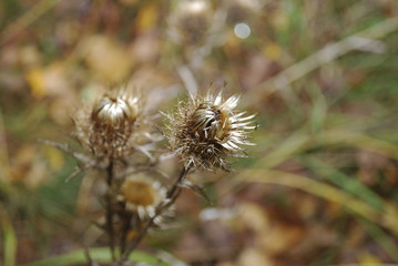 Carduus acanthoides, known as the spiny plumeless, welted or plumeless thistle, is a biennial plant species of thistle in the Asteraceae&mdash;sunflower family. Plant is withered.