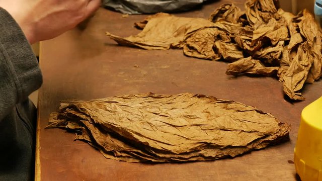 Man sorting leaves on traditional manufacture of cigars at the tobacco factory
