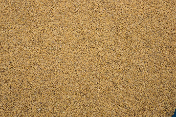 unprocessed rice in the husk
