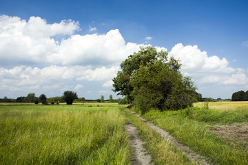 Road through the pasture and wild trees
