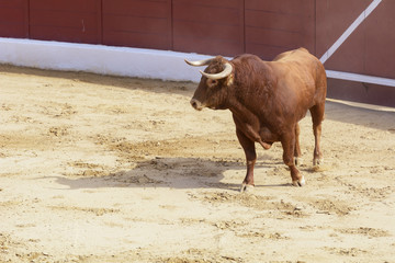 Toro bravo español en una plaza de toros