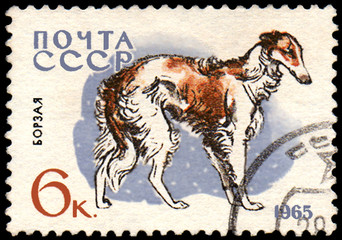 USSR - CIRCA 1965: postage stamp, printed in USSR, shows a borzoi dog, series Hunting and Service Dogs