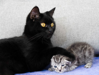 A black cat and a naughty kitten.  mother and child relationship. Kitten the bully