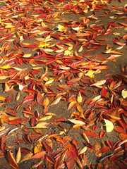 雨上がりの欅の落葉