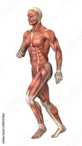 male anatomy figure