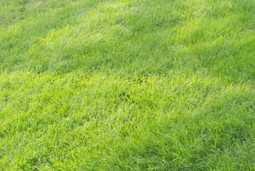 Obraz na płótnie Canvas Background with green fresh grass on a lawn with falling shadows.