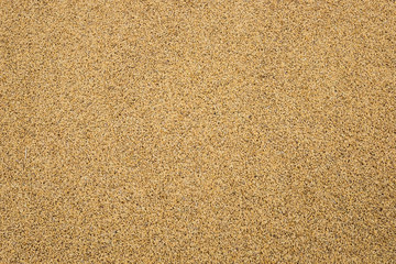 unprocessed rice in the husk