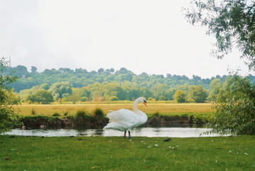 A white swan standing in green grass on the shore of a pond river in a city park on cloudy day.