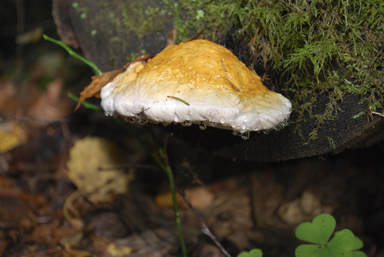 Fomitopsis pinicola fungus conk grow on the tree, water drops after rain.