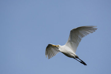 White Egret in Flight against Blue Sky