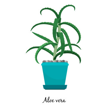 Aloe Vera Plant In Pot Icon