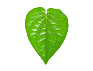 Betel on a white background